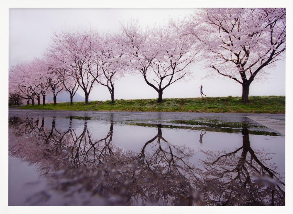 A framed photograph of a row of pink cherry blossom trees on a grey, overcast day, perfectly reflected in a large puddle on a wet road. A small figure of a person is seen running along the grassy bank in the distance. Poster