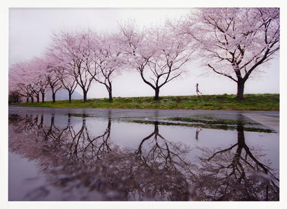 A framed photograph of a row of pink cherry blossom trees on a grey, overcast day, perfectly reflected in a large puddle on a wet road. A small figure of a person is seen running along the grassy bank in the distance. Poster