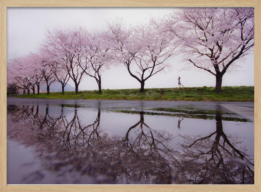 A framed photograph of a row of pink cherry blossom trees on a grey, overcast day, perfectly reflected in a large puddle on a wet road. A small figure of a person is seen running along the grassy bank in the distance. Poster