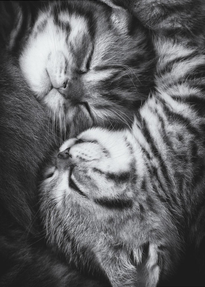 A tender black and white close-up photograph of two striped tabby kittens sleeping soundly, curled up together in a yin-yang-like position. Wall Art