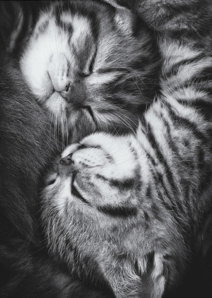 A tender black and white close-up photograph of two striped tabby kittens sleeping soundly, curled up together in a yin-yang-like position. Wall Art
