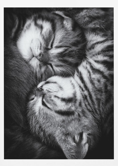 A tender black and white close-up photograph of two striped tabby kittens sleeping soundly, curled up together in a yin-yang-like position. Wall Art