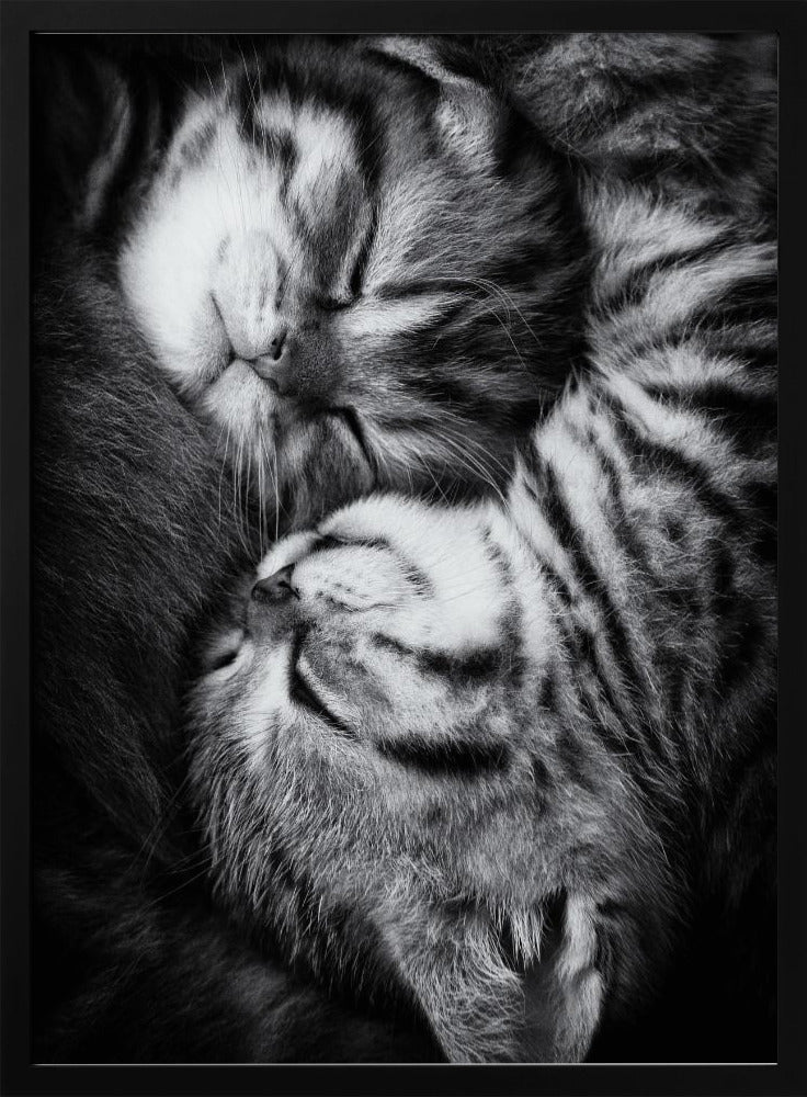 A tender black and white close-up photograph of two striped tabby kittens sleeping soundly, curled up together in a yin-yang-like position. Wall Art