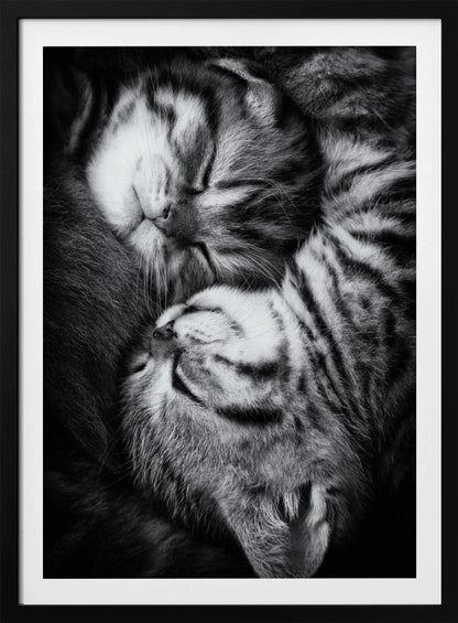 A tender black and white close-up photograph of two striped tabby kittens sleeping soundly, curled up together in a yin-yang-like position. Wall Art
