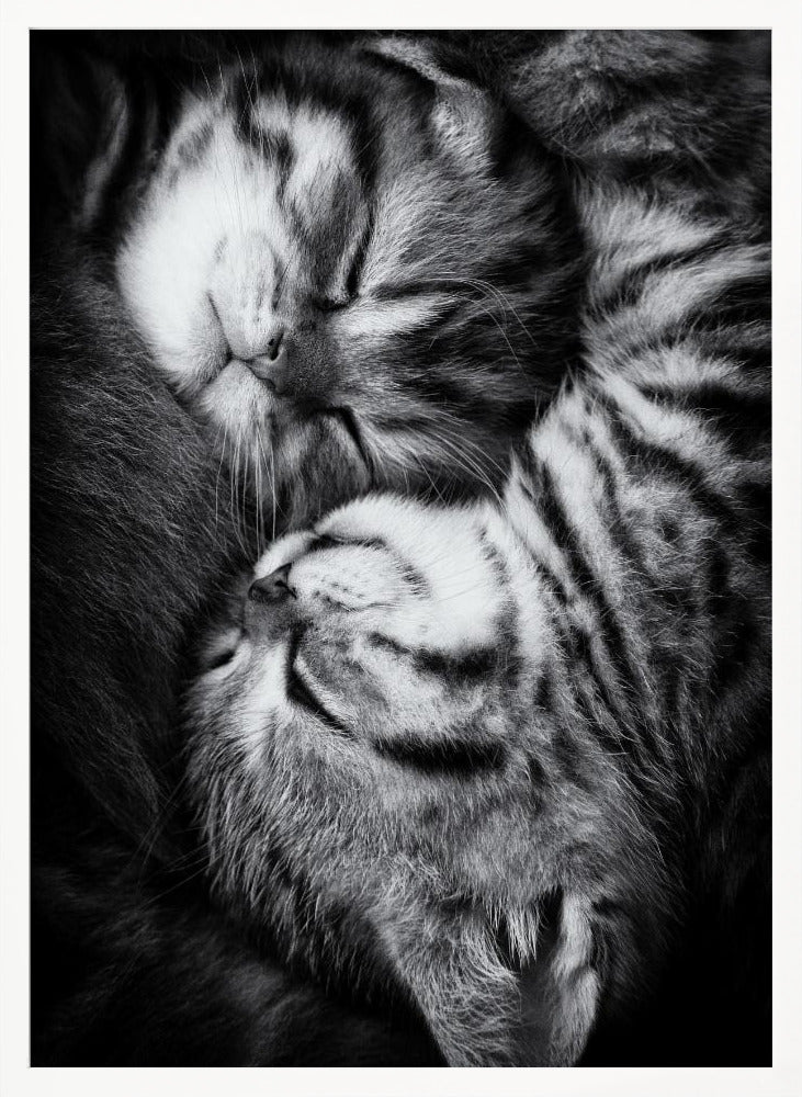 A tender black and white close-up photograph of two striped tabby kittens sleeping soundly, curled up together in a yin-yang-like position. Wall Art