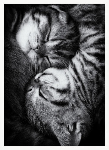 A tender black and white close-up photograph of two striped tabby kittens sleeping soundly, curled up together in a yin-yang-like position. Wall Art