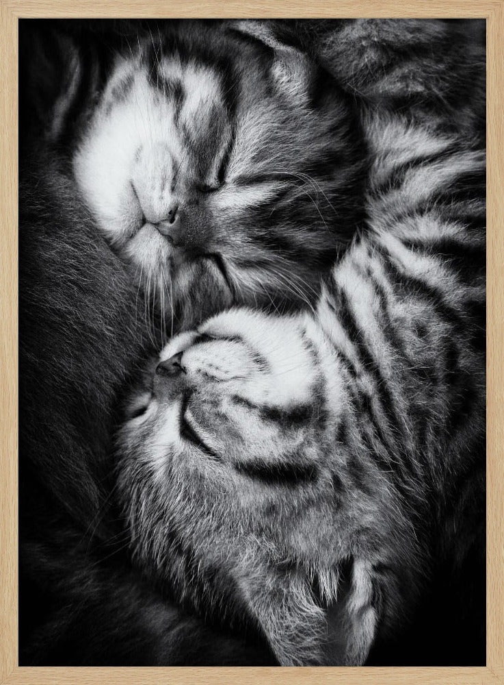 A tender black and white close-up photograph of two striped tabby kittens sleeping soundly, curled up together in a yin-yang-like position. Wall Art