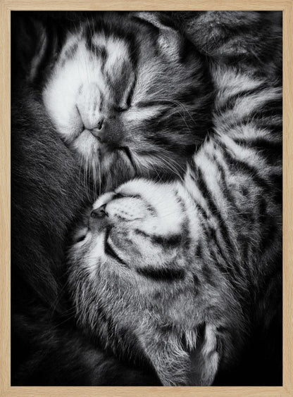 A tender black and white close-up photograph of two striped tabby kittens sleeping soundly, curled up together in a yin-yang-like position. Wall Art