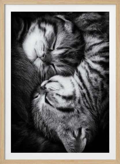 A tender black and white close-up photograph of two striped tabby kittens sleeping soundly, curled up together in a yin-yang-like position. Wall Art