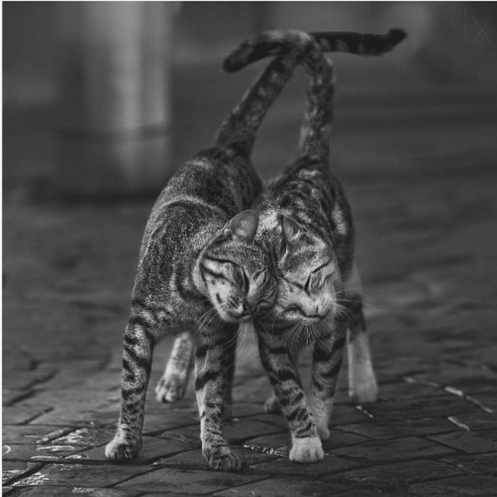 A black and white framed photograph capturing an affectionate moment between two tabby cats. They are rubbing their heads together with eyes closed, and their tails are intertwined above them, creating a heart-like shape. Decor