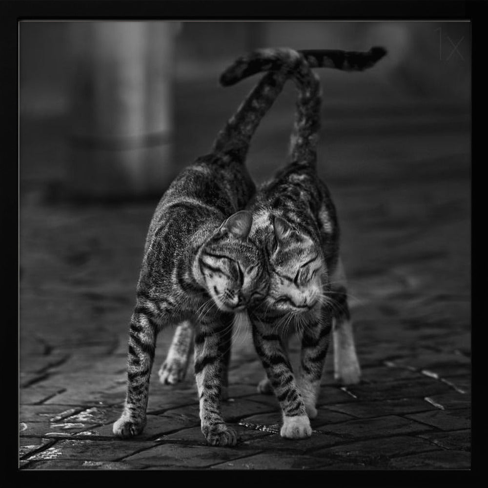 A black and white framed photograph capturing an affectionate moment between two tabby cats. They are rubbing their heads together with eyes closed, and their tails are intertwined above them, creating a heart-like shape. Decor