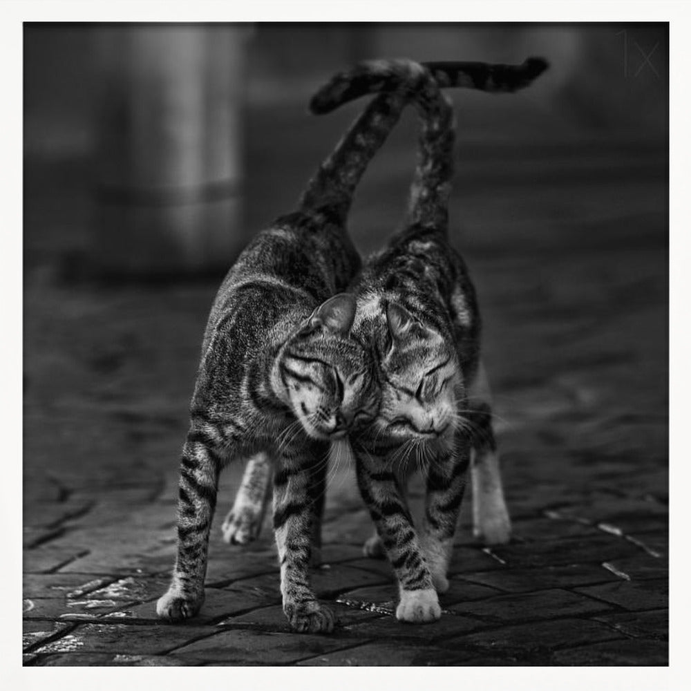 A black and white framed photograph capturing an affectionate moment between two tabby cats. They are rubbing their heads together with eyes closed, and their tails are intertwined above them, creating a heart-like shape. Decor