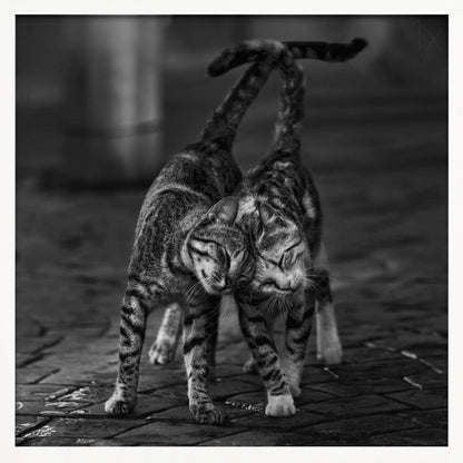 A black and white framed photograph capturing an affectionate moment between two tabby cats. They are rubbing their heads together with eyes closed, and their tails are intertwined above them, creating a heart-like shape. Decor