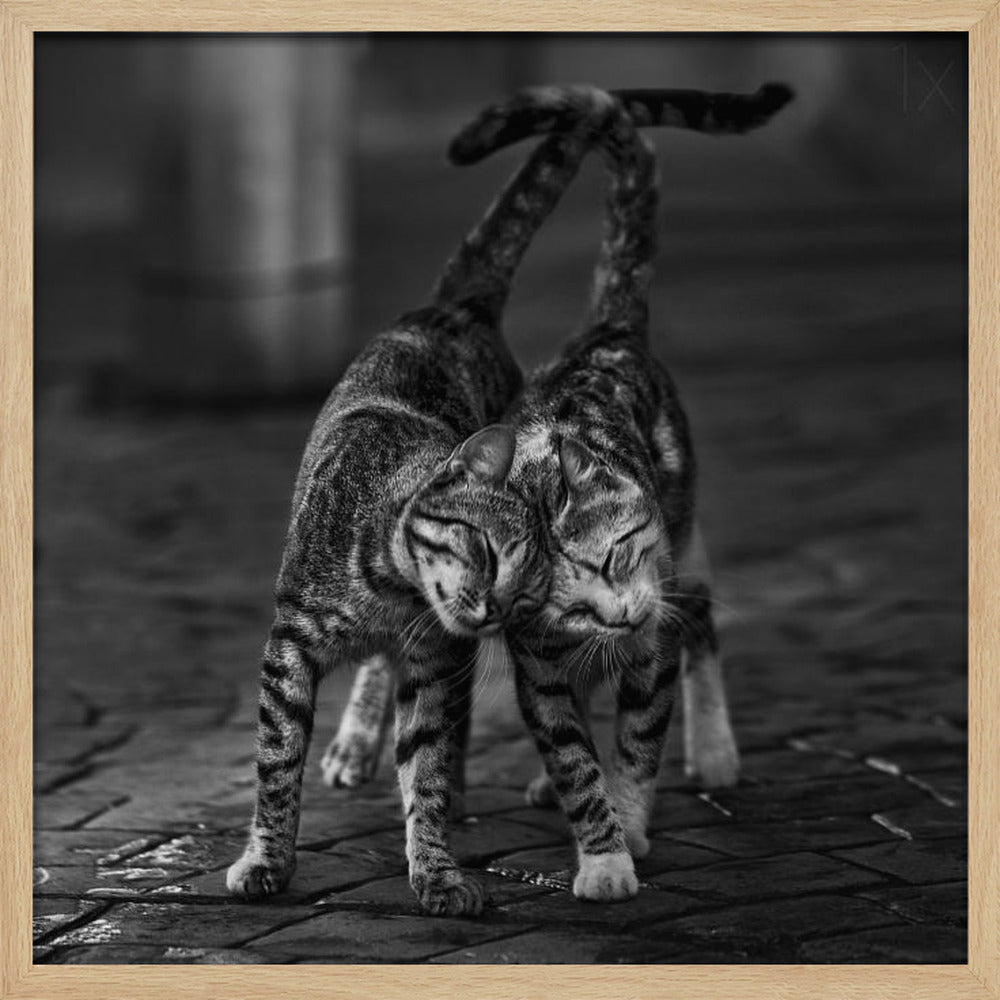 A black and white framed photograph capturing an affectionate moment between two tabby cats. They are rubbing their heads together with eyes closed, and their tails are intertwined above them, creating a heart-like shape. Decor