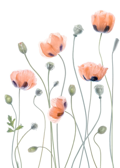 variant-50x70_no-margin