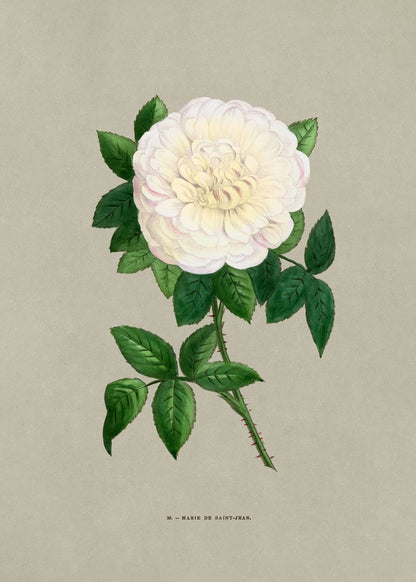 variant-50x70_no-margin
