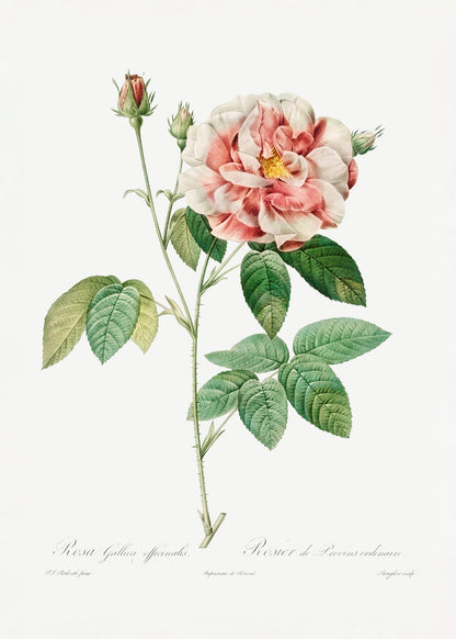 variant-50x70_no-margin