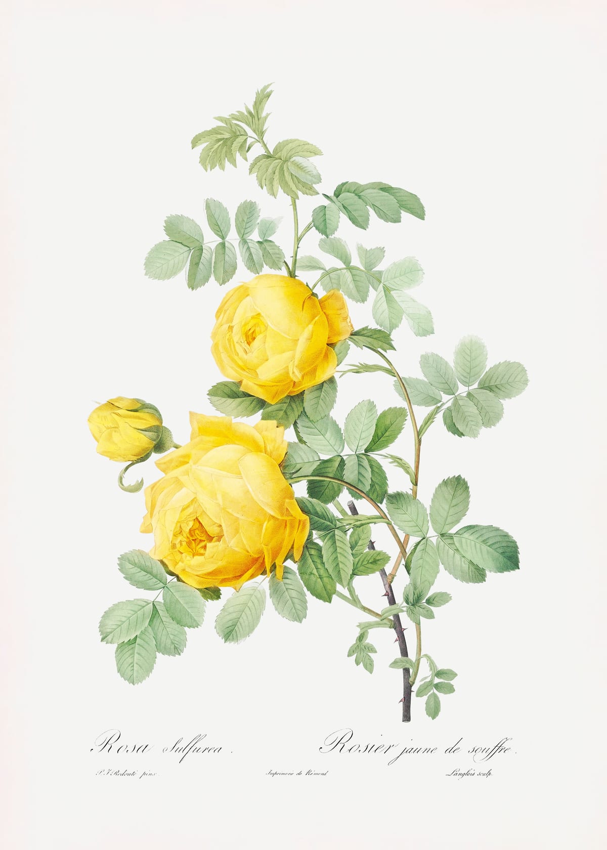 variant-50x70_no-margin