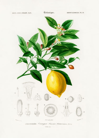variant-50x70_no-margin