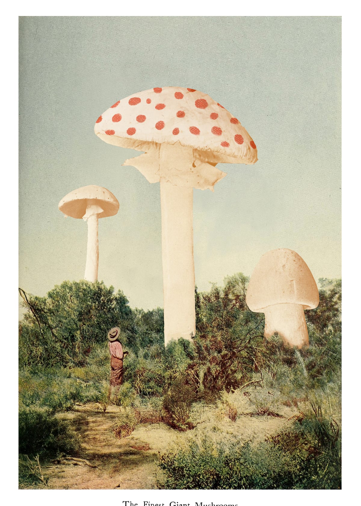 variant-50x70_no-margin