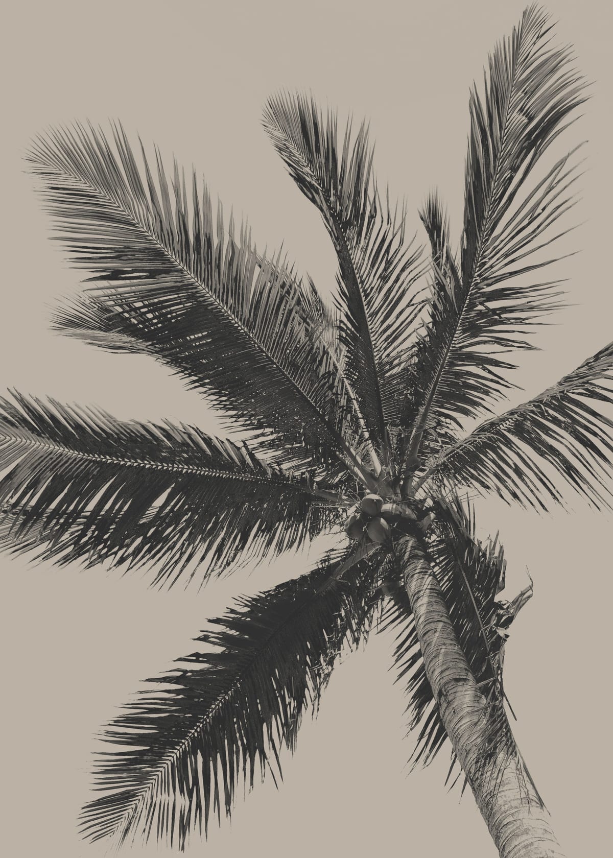 variant-50x70_no-margin