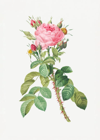 variant-50x70_no-margin