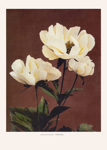 variant-50x70_no-margin