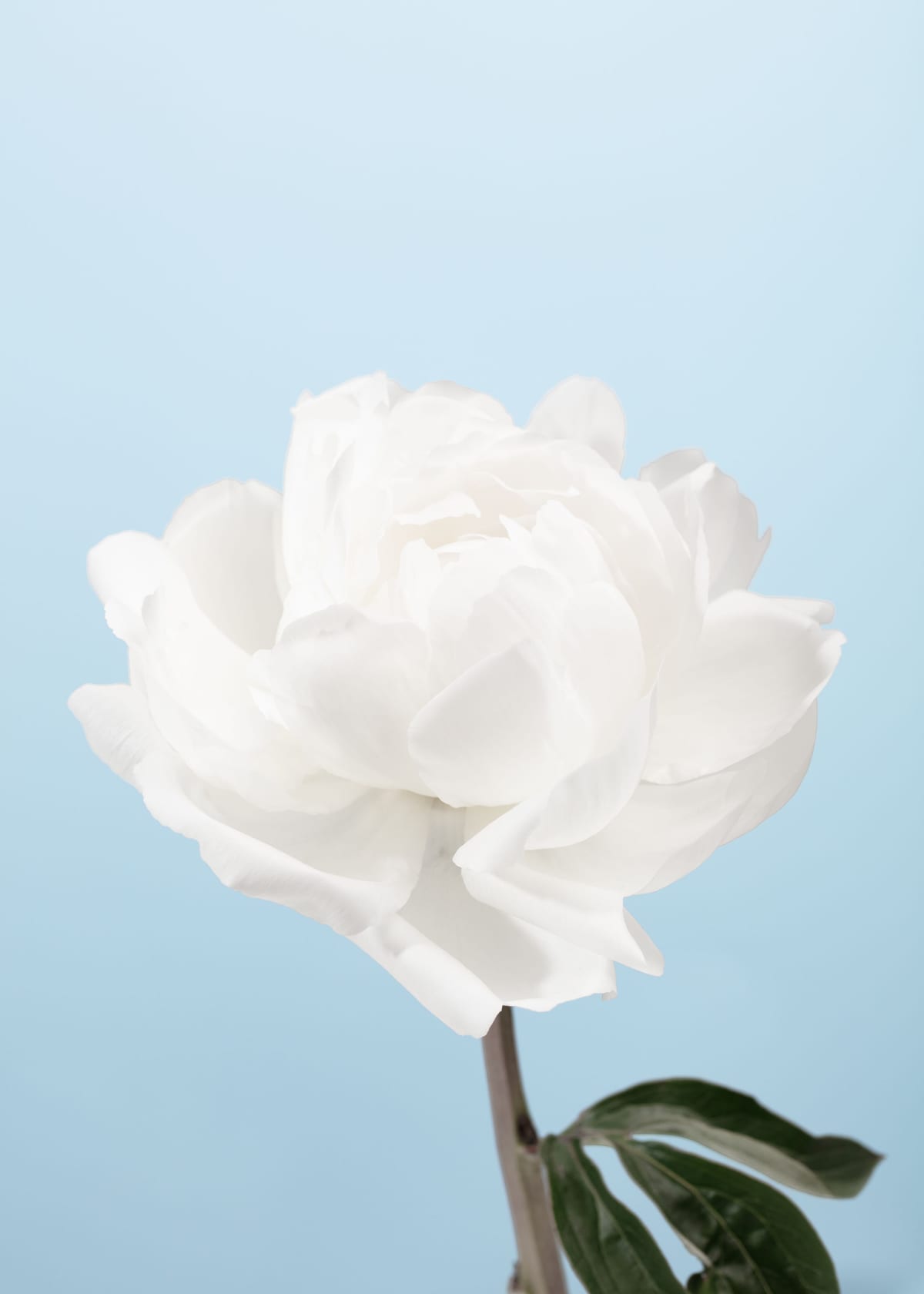 variant-50x70_no-margin