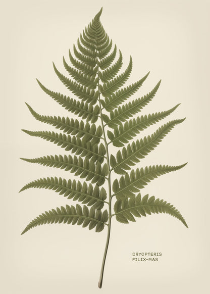variant-50x70_no-margin