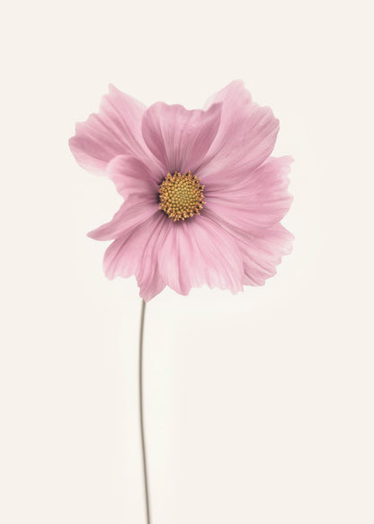 variant-50x70_no-margin