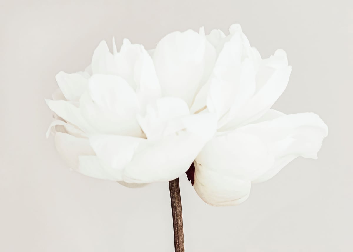 variant-50x70_no-margin