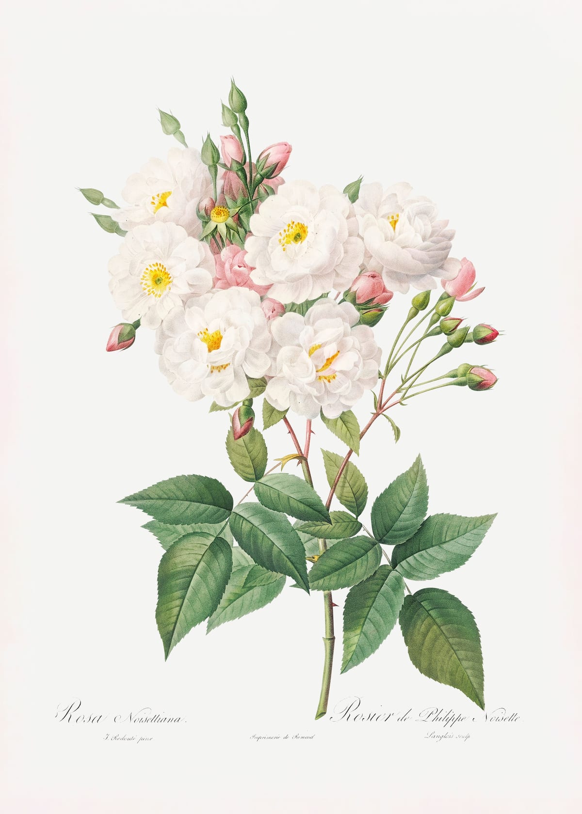 variant-50x70_no-margin