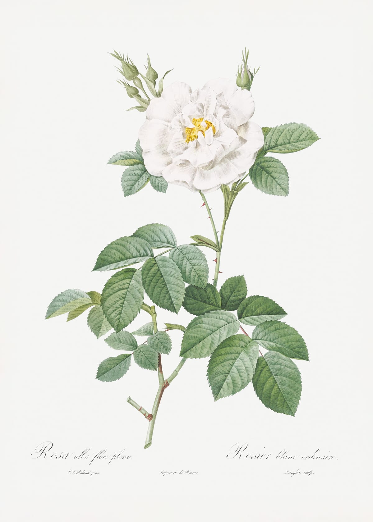 variant-50x70_no-margin