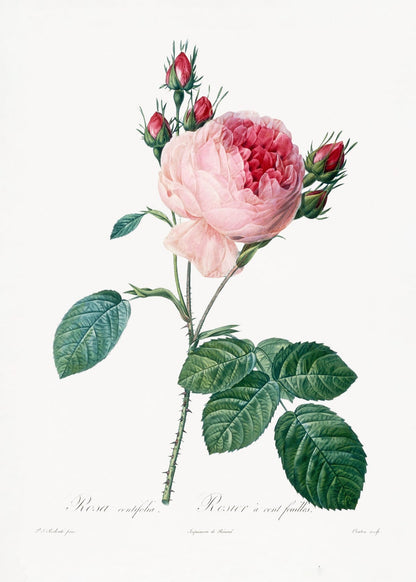 variant-50x70_no-margin