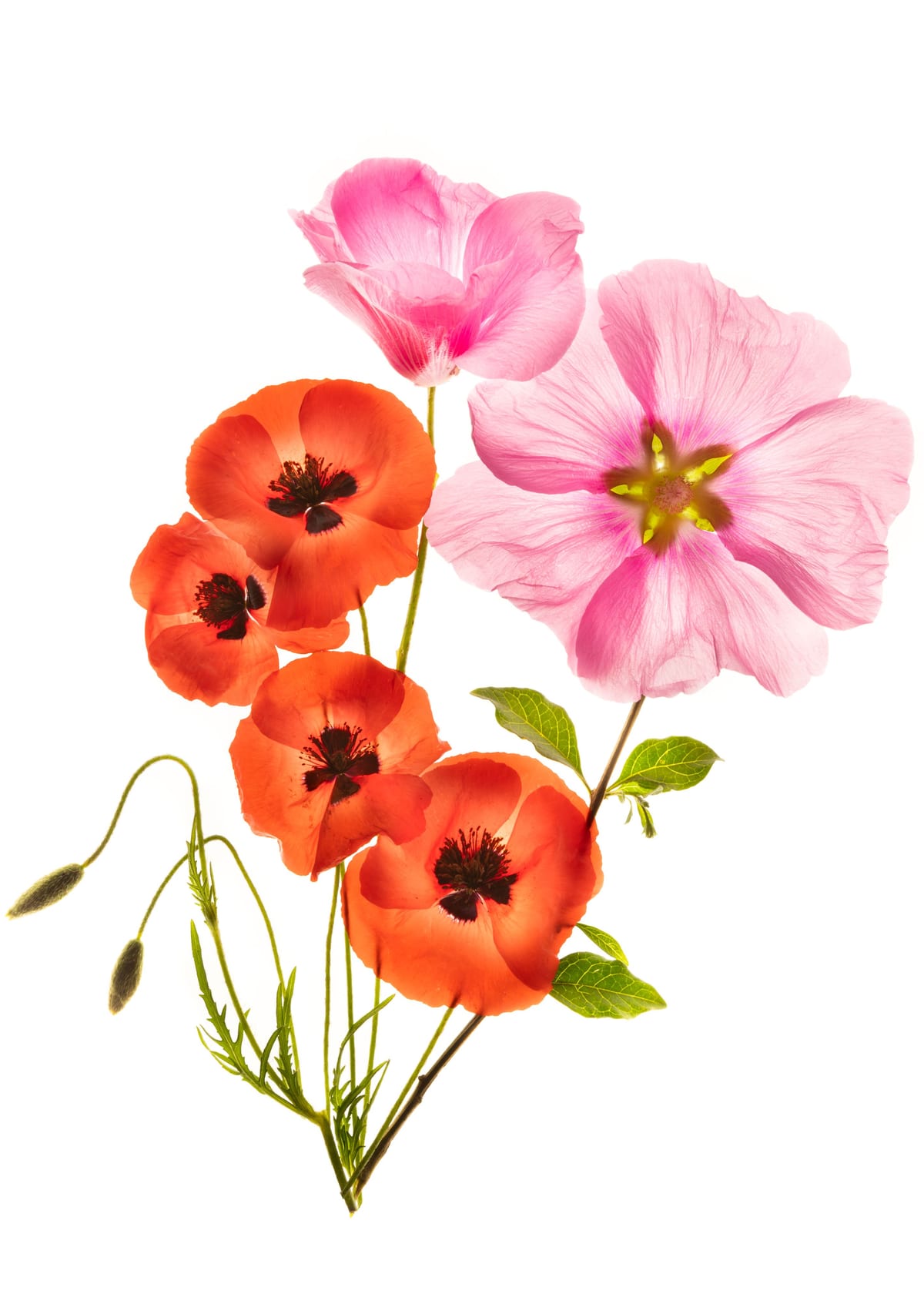 variant-50x70_no-margin