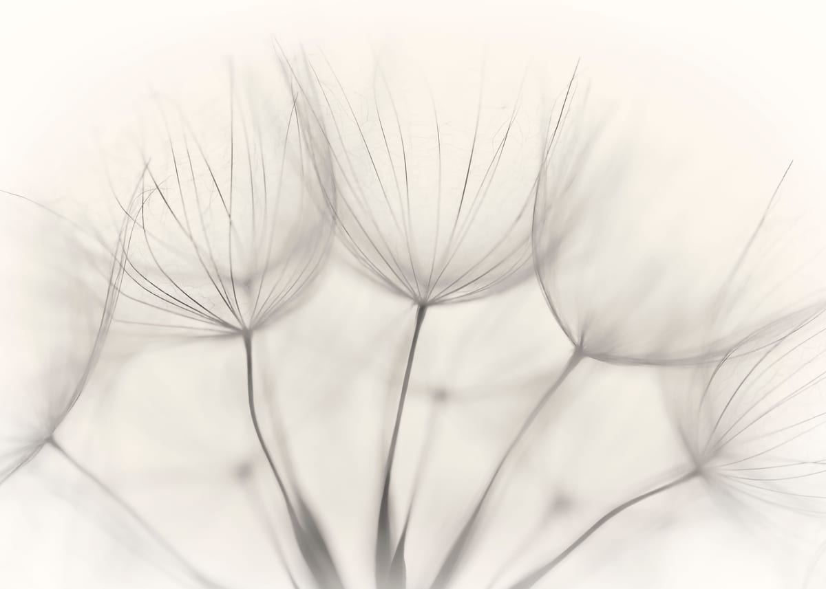 variant-50x70_no-margin