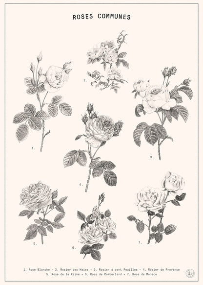variant-50x70_no-margin