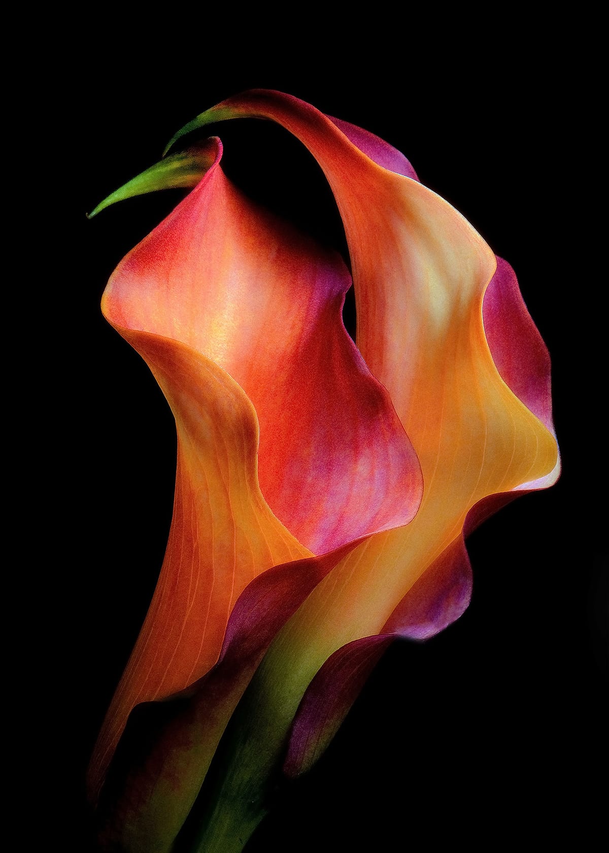variant-50x70_no-margin