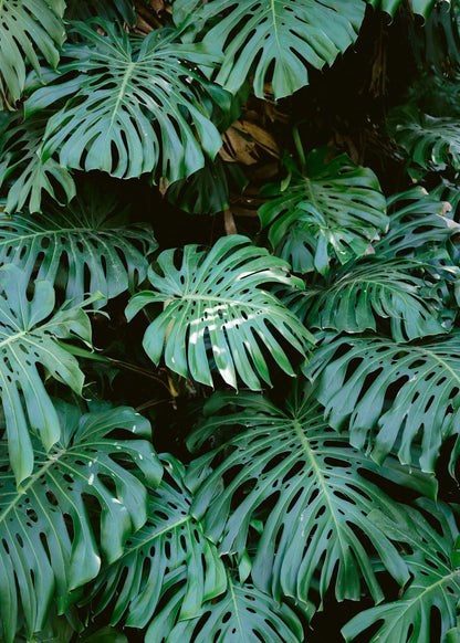 variant-50x70_no-margin