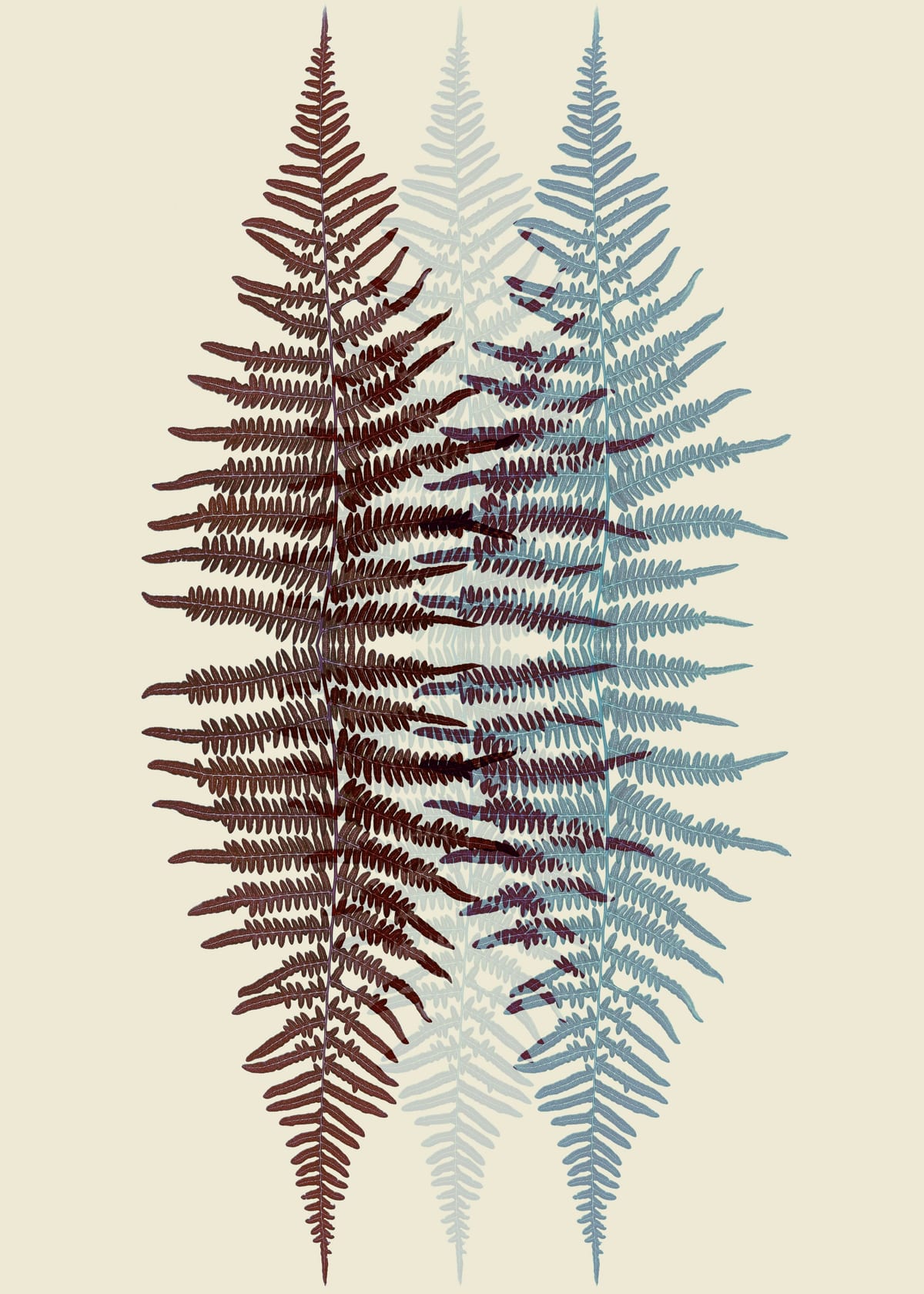 variant-50x70_no-margin