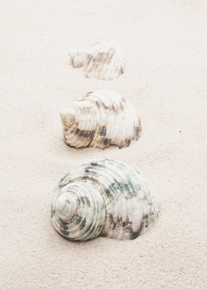 variant-50x70_no-margin