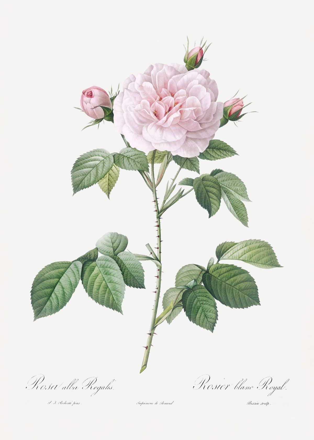 variant-50x70_no-margin