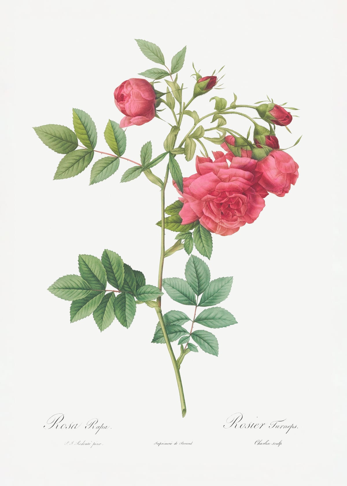 variant-50x70_no-margin