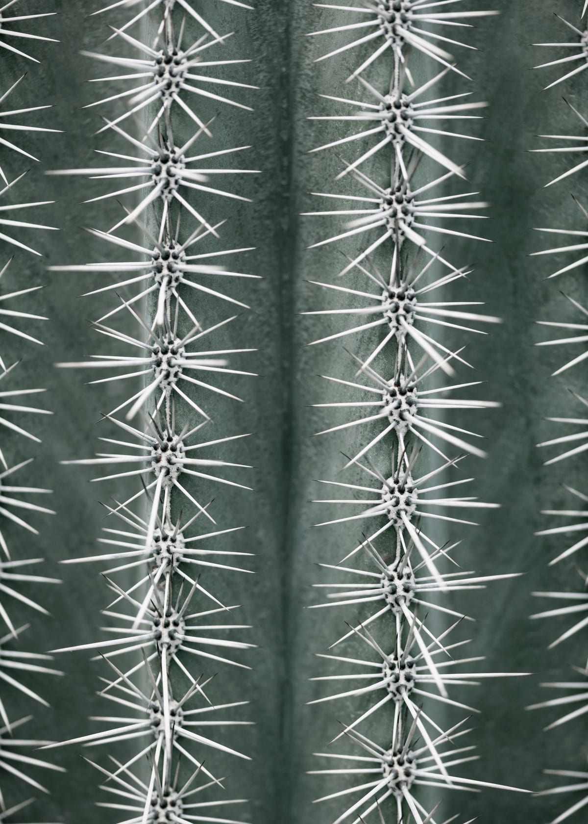 variant-50x70_no-margin