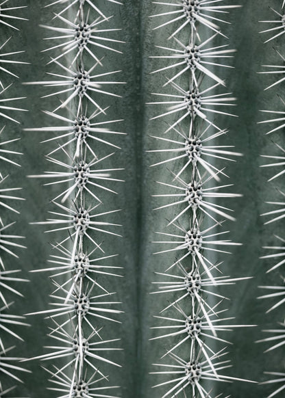 variant-50x70_no-margin
