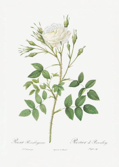 variant-50x70_no-margin