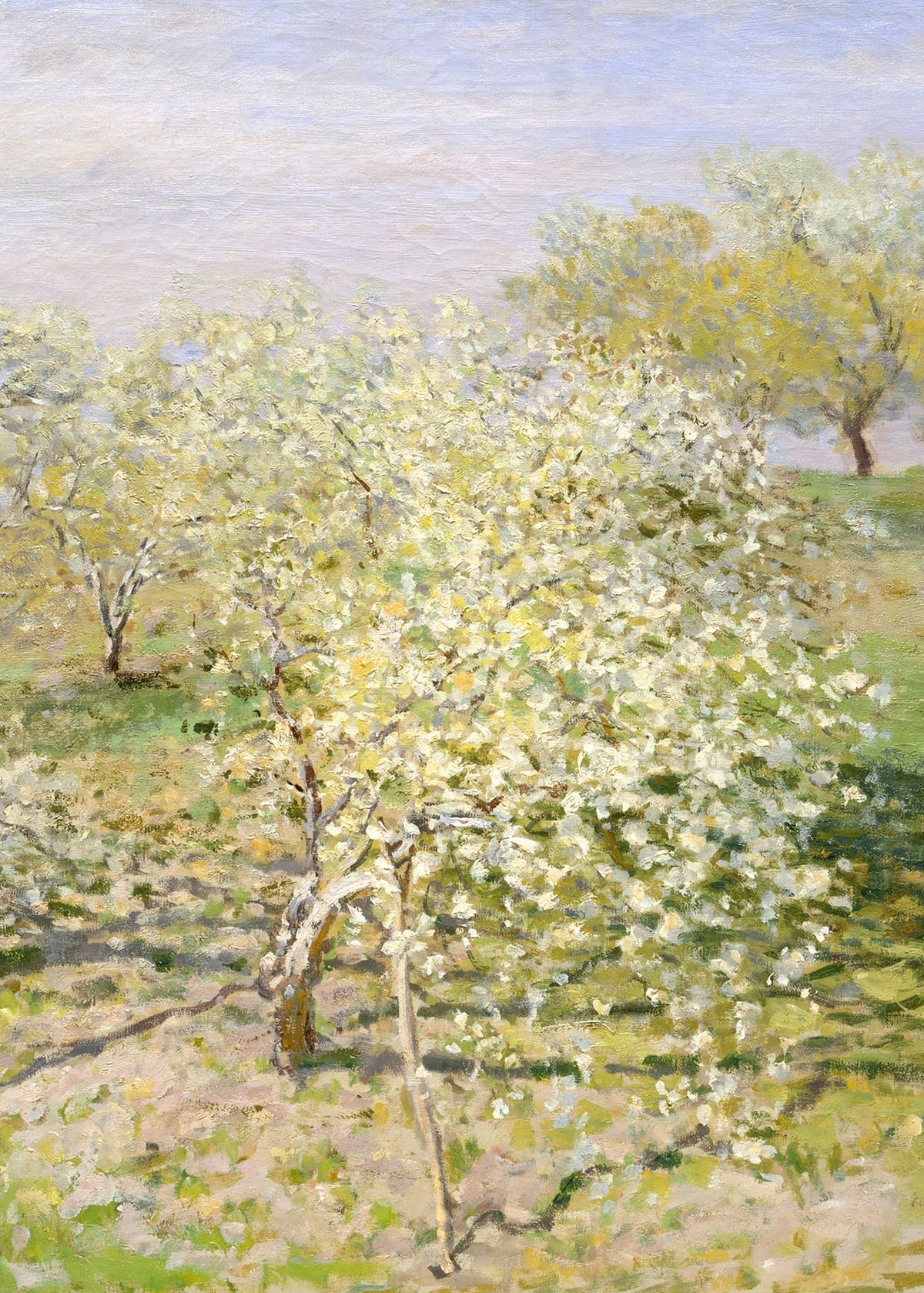 variant-50x70_no-margin