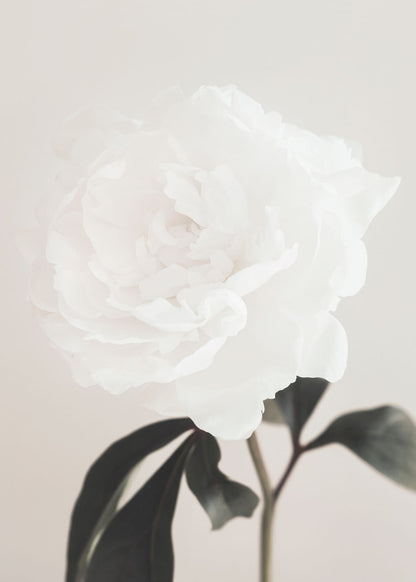 variant-50x70_no-margin