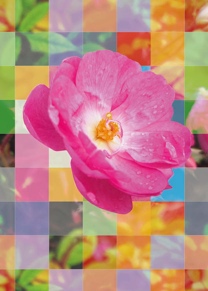 variant-50x70_no-margin