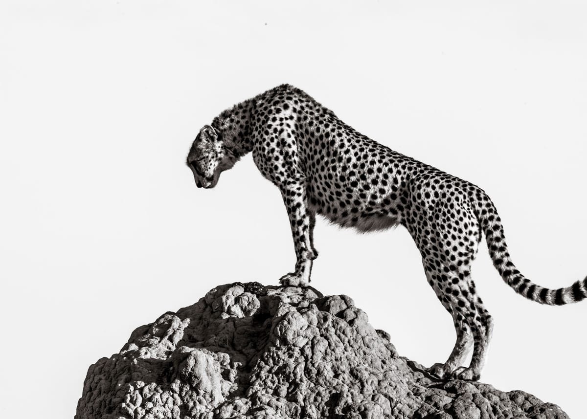 variant-50x70_no-margin
